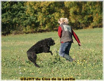 Elevage du CLOS DE LA LUETTE - COPYRIGHT DEPOSE